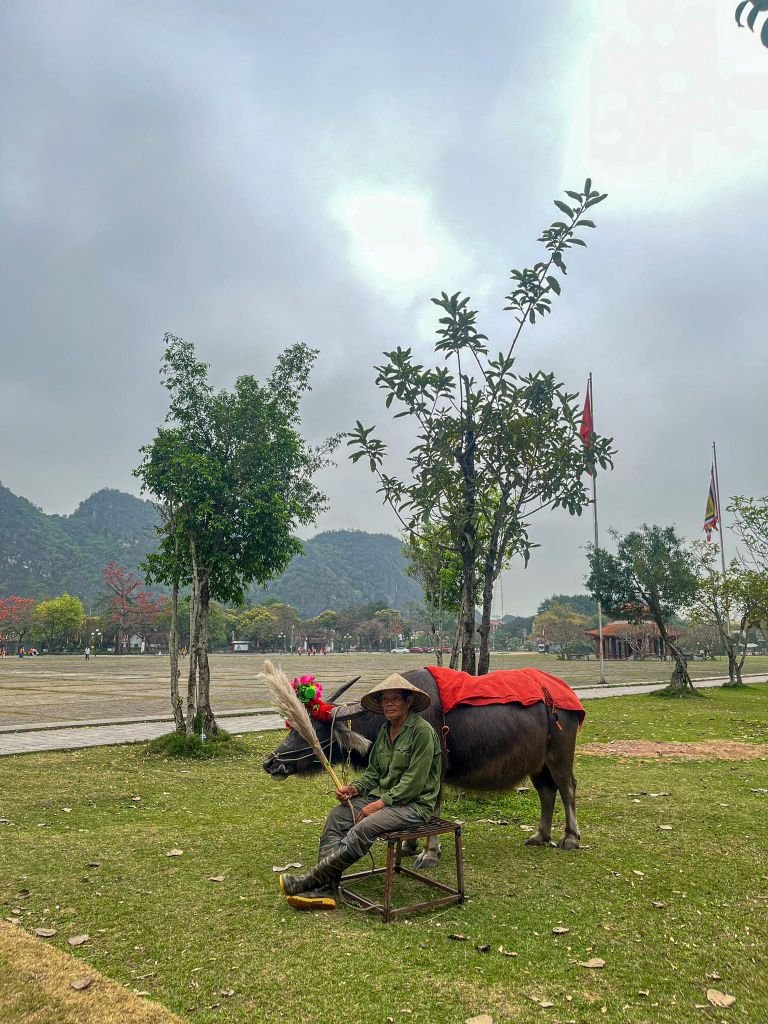 ninh-binh-hoa-lu-water-buffalo Ninh Binh Hoa Lu Capital Water Buffalo
