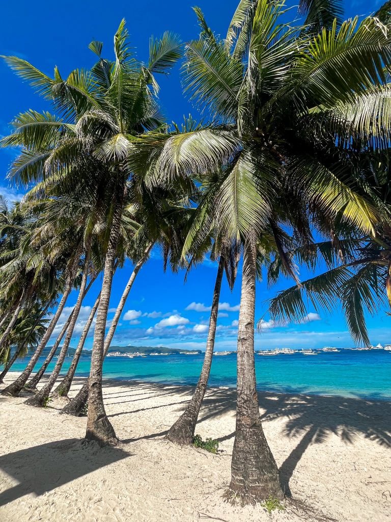 Boracay White Beach Station 3 - Coconut Trees