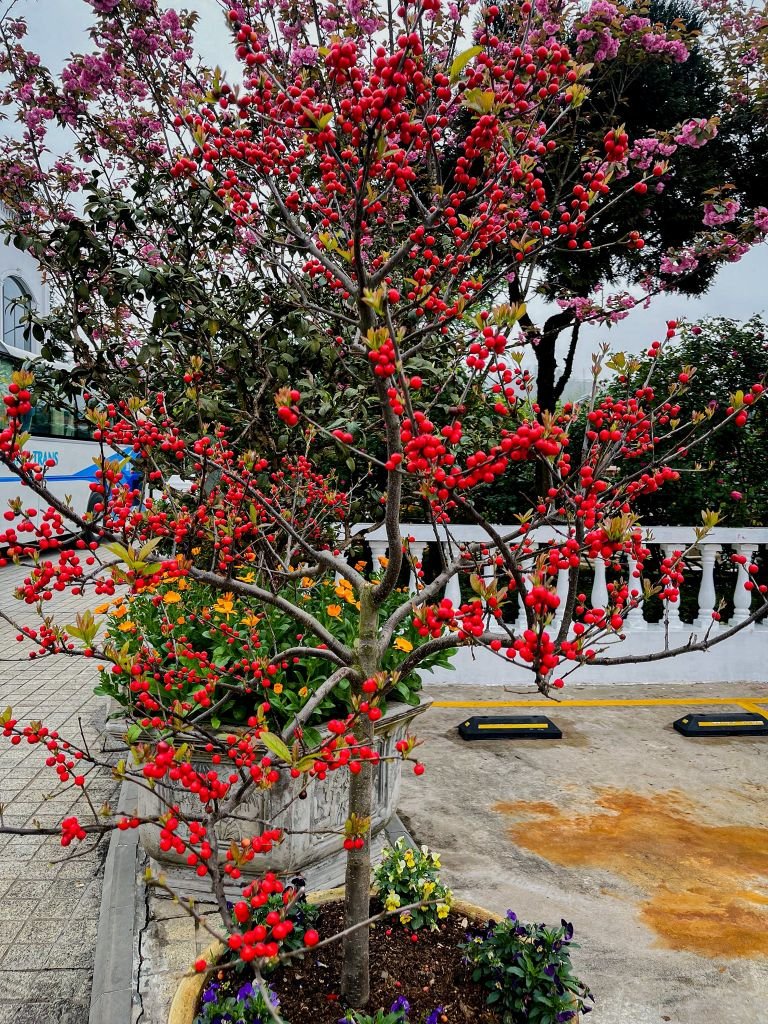 Silk Path Grand Sapa Hotel - Garden