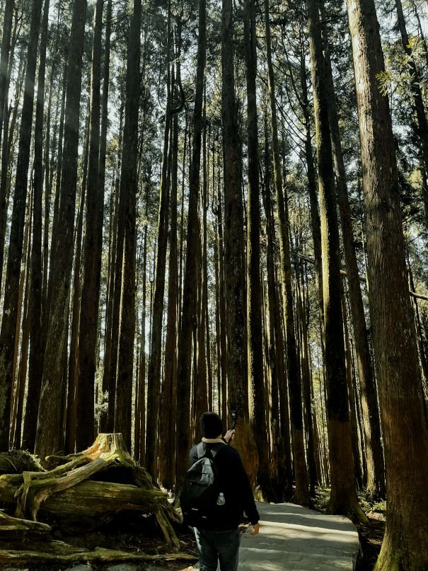 Alishan Forest - Into the Woods