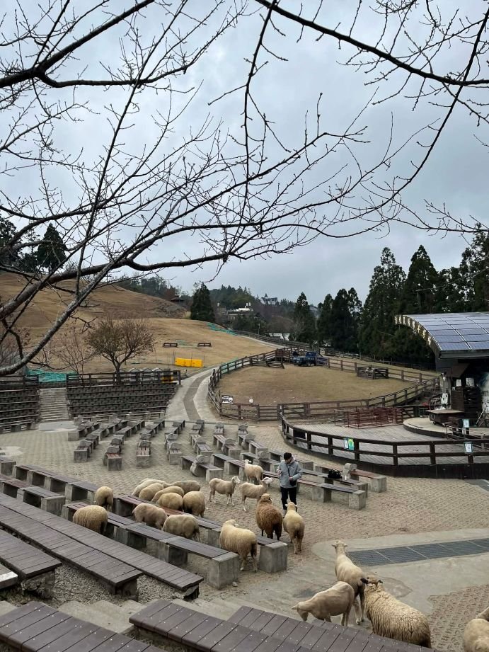 Cingjing Farm - Multitude of Sheeps - Taiwan