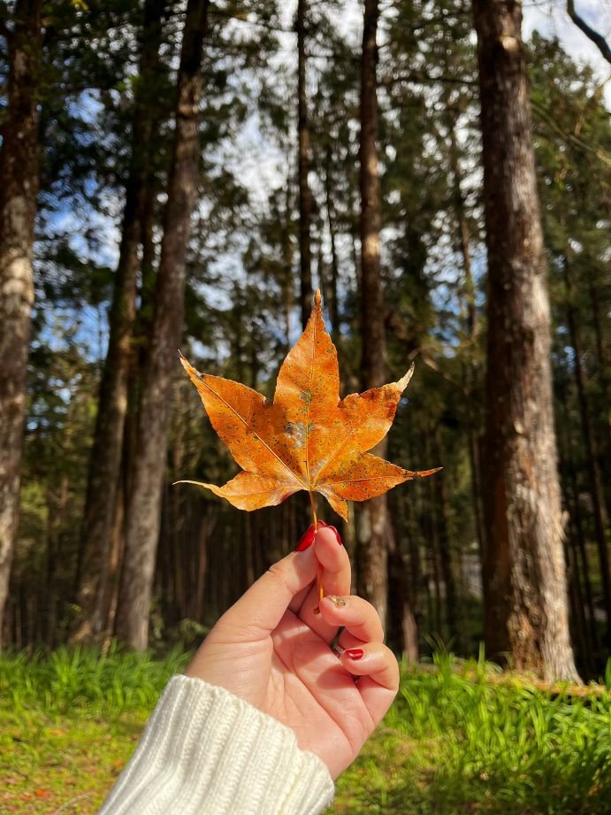 Alishan Autumn Leaves - Taiwan