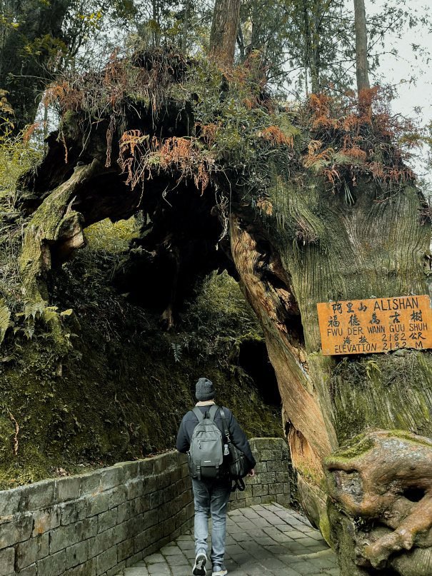 Alishan National Forest Recreation Area - Into The Woods