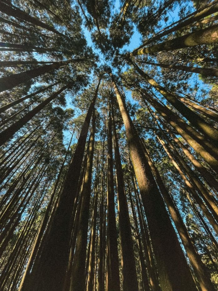 Alishan National Forest Recreation Area - Into The Woods