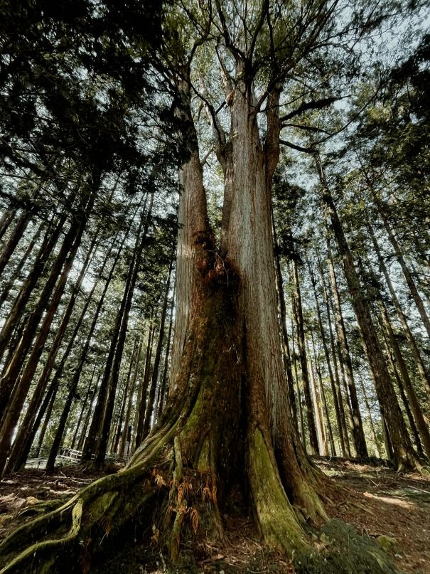 Alishan National Forest Recreation Area - Woods Giant Tree - Taiwan 2
